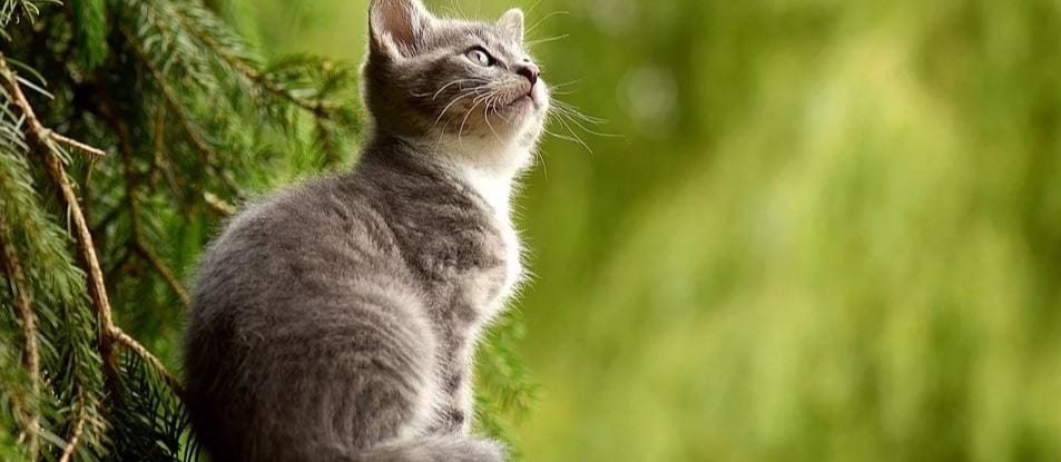 Grey and white cat looking up