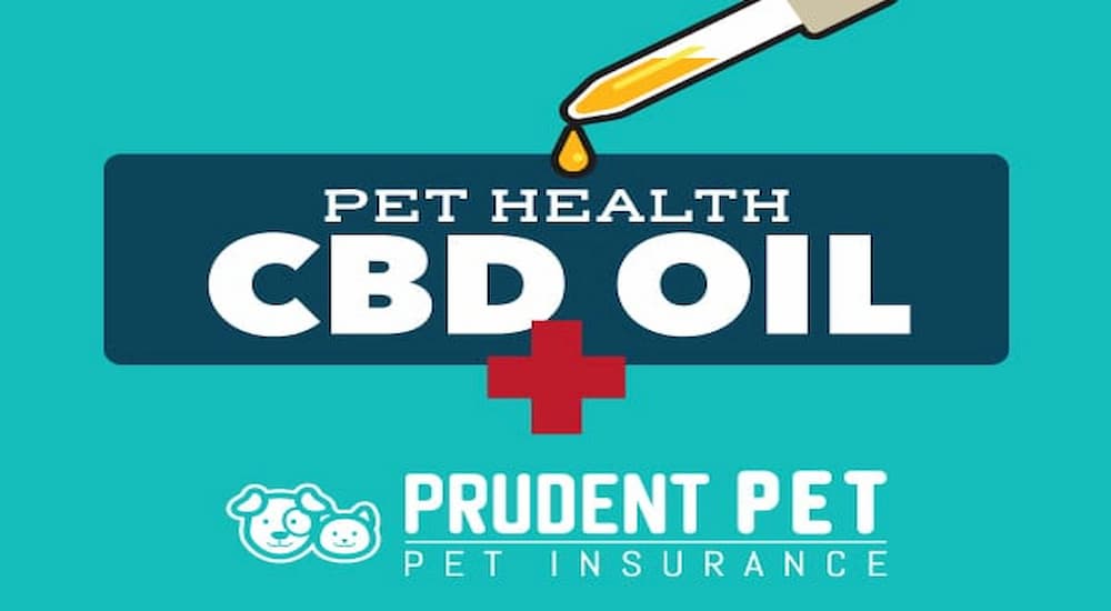 CBD oil for pet health banner from Prudent Pet