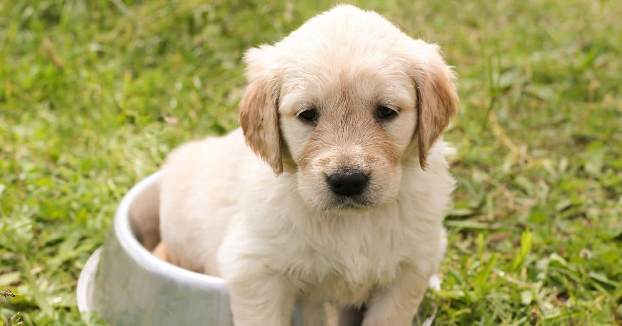 Puppy Bowl Puppy in bowl