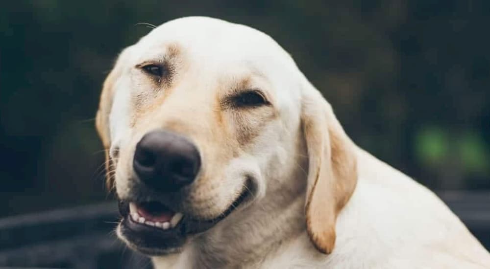 Senior Golden Labrador Retriever looking at camera