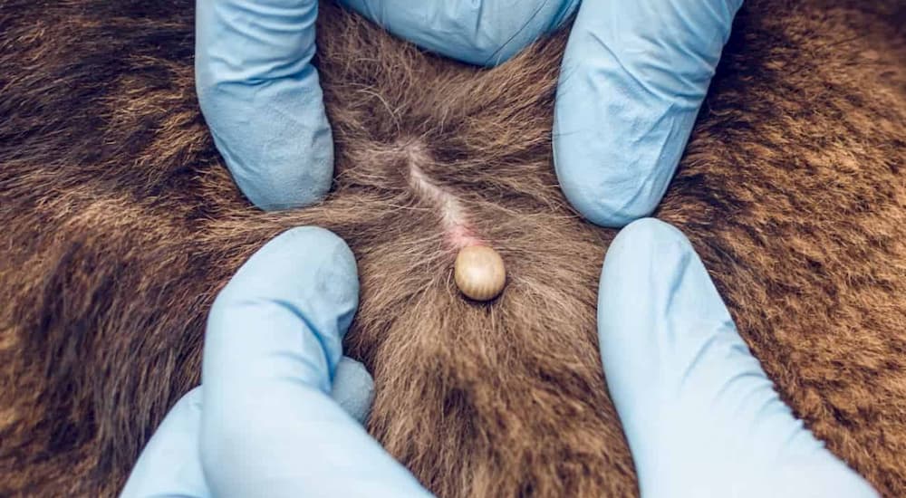 Tick on brown dog
