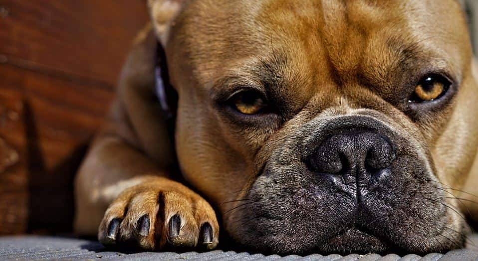 Tired Dog Tired dog on the floor