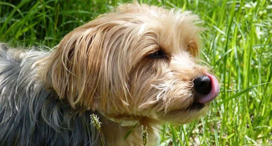Yorkshire Licking Yorkshire in grass