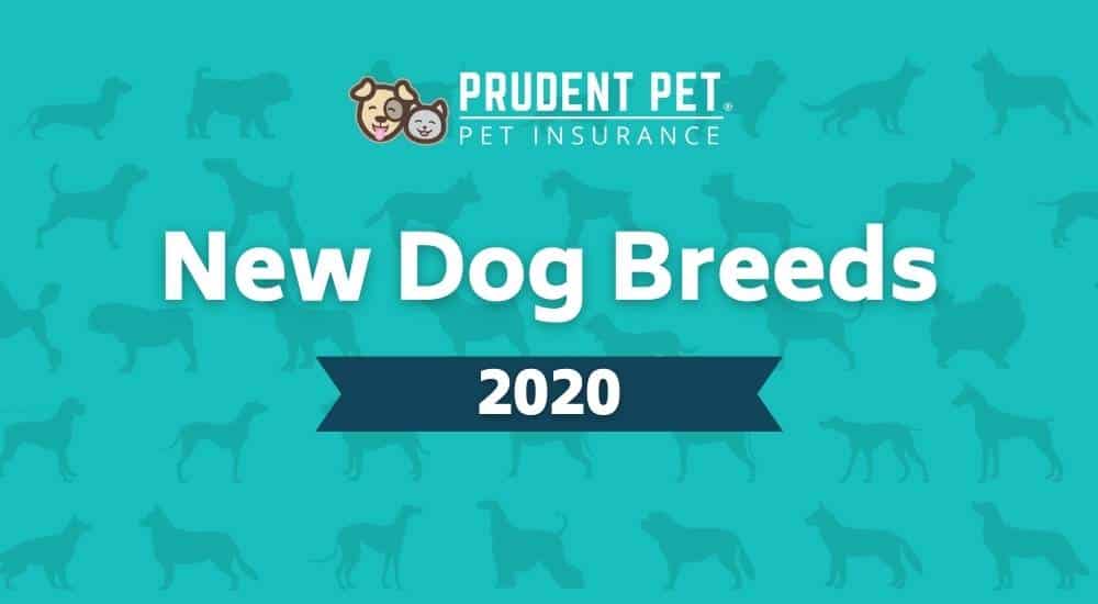 New dog breeds different dog breeds in background