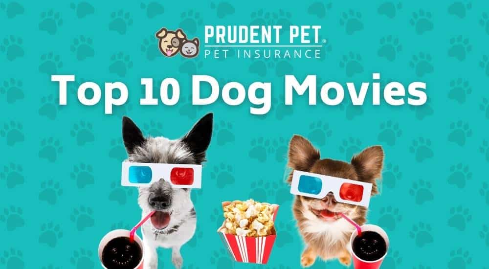 Two dogs with snacks for movie watching