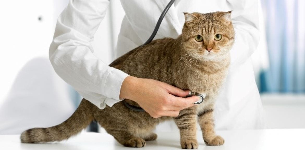 Cat Getting an Exam Cat being examined with a stethoscope by vet