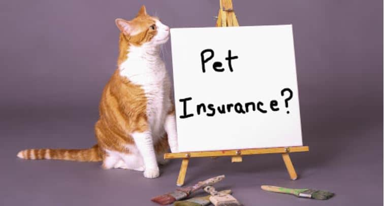 Cat Pet Insurance Cat and white board that says Pet Insurance