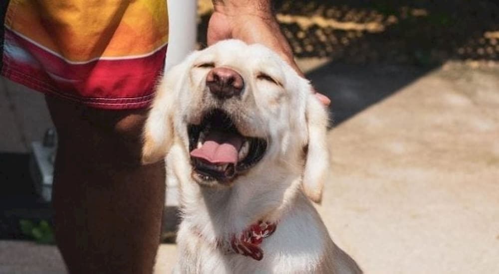 White dog being pet outside