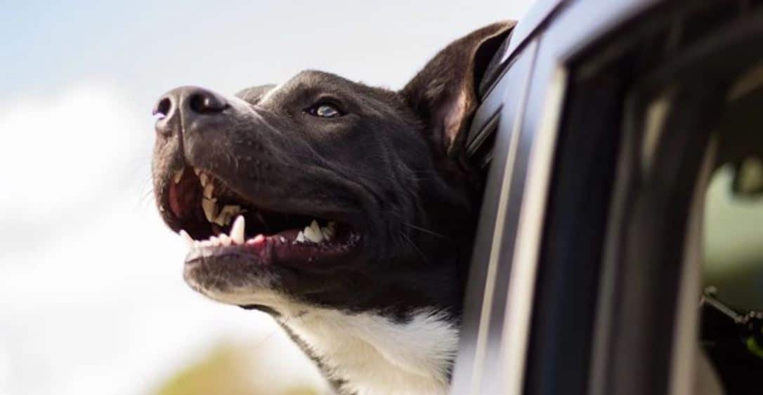 Dog in Car Happy dog riding in car