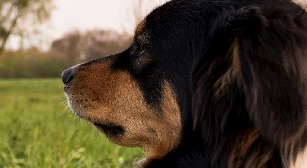Dog looking off into the distance outside
