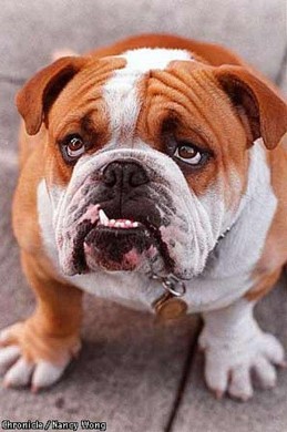 English Bulldog Staring at Camera English Bulldog looking at camera outside on sidewalk