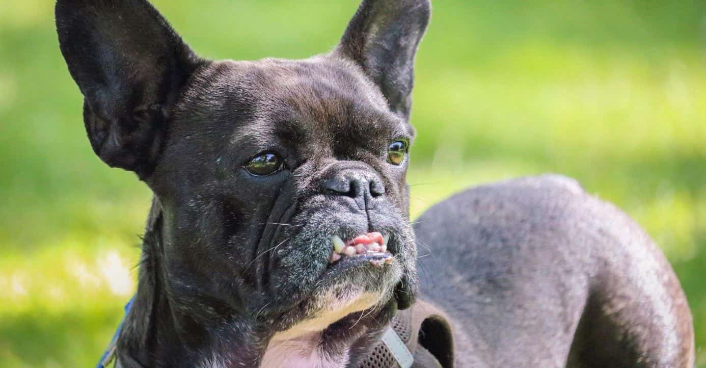 French Bulldog Ear French Bulldog ear standing
