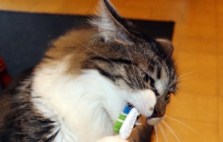 Cat Brushing Cat holds a tooth brush in mouth