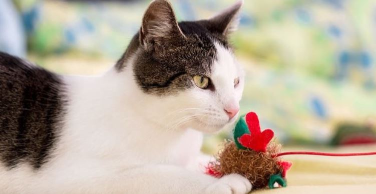 Cat Teeth Toy Cat playing with a toy