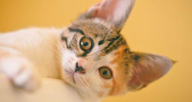 Yellow Cat Cat in the yellow background