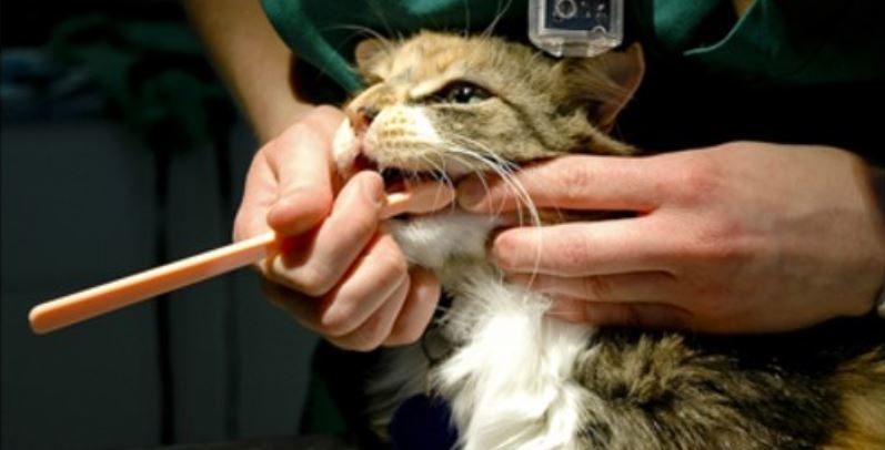 Vet Cat Teeth Vet brushes cat's teeth
