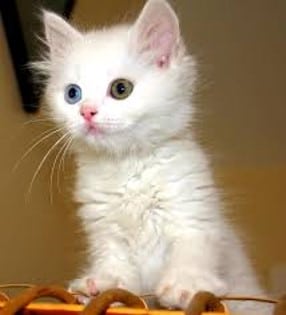 White kitty White kitty with two different eye colors stands on object