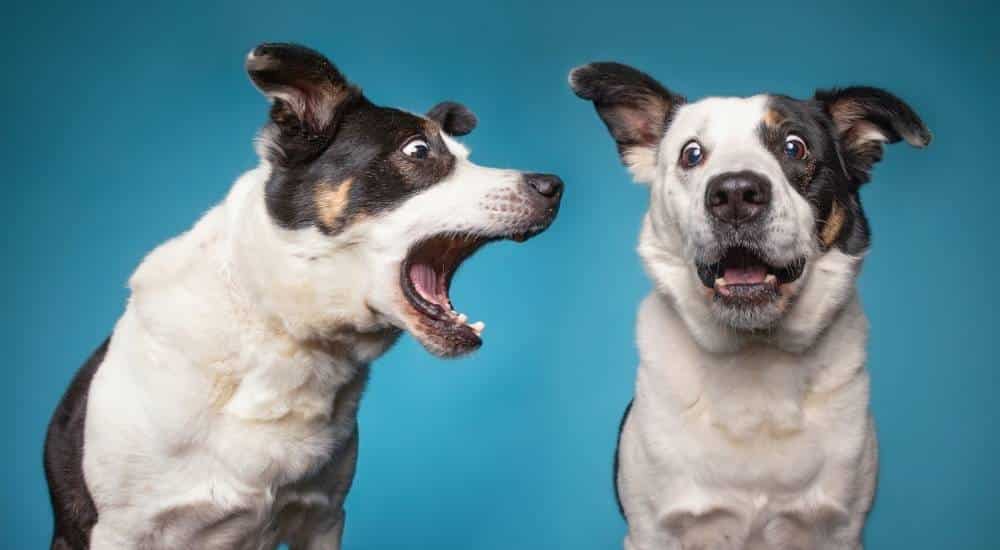 Two dogs one barking at the other