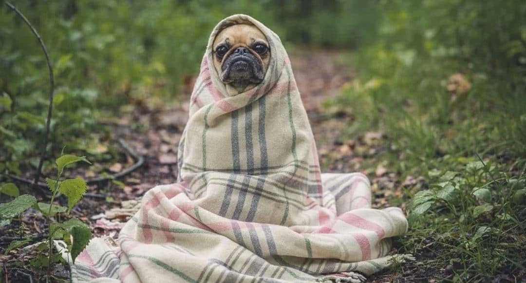 Pug Blanket Pug in a blanket