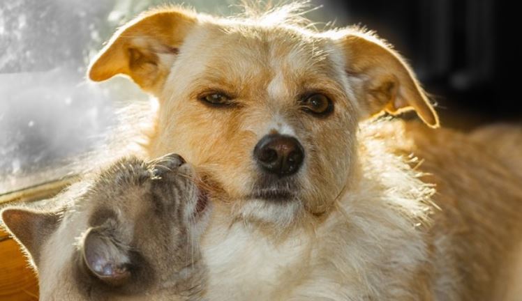 Dog by Window Gets Face Licked by Cat Cat licks dog's face