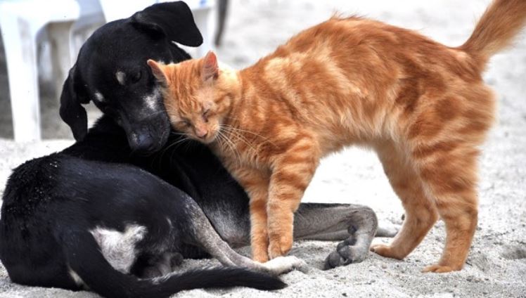Cat and Dog on Sand Outside Cat and dog at the beach