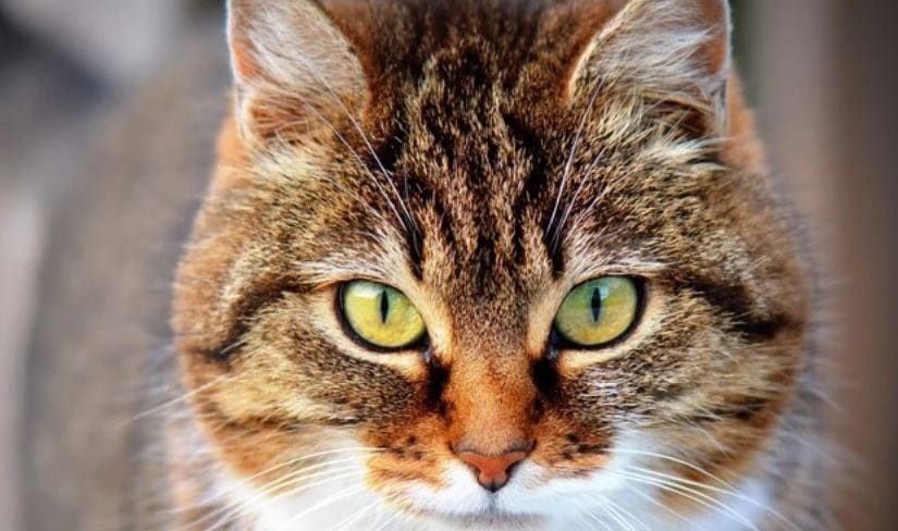 Closeup of Yellow Eyed Cat Closeup shot of yellow eyed cat