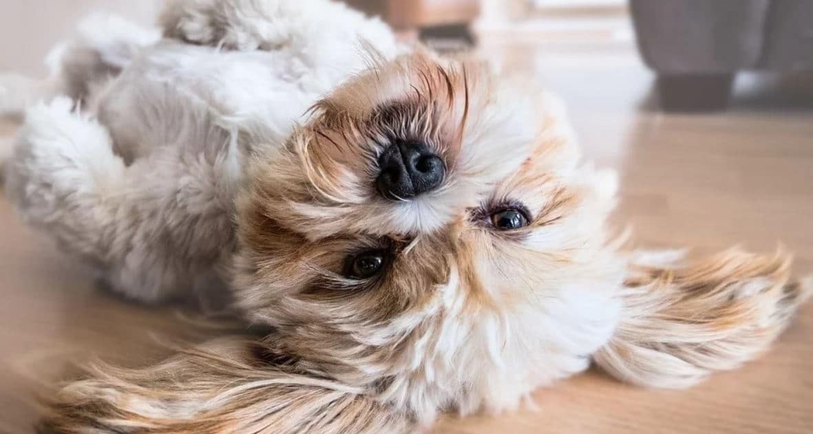 Shih Tzu on Floor Shih Tzu rolling on the floor