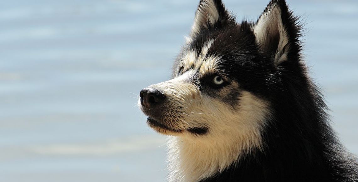 Husky at Lake Husky dog at lake