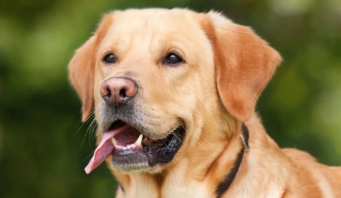 Labrador Outside White Labrador Retriever outside