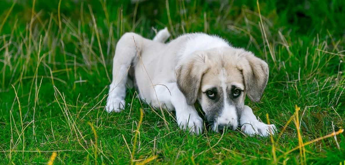 White Dog in Grass White dog lies on grass outdoor