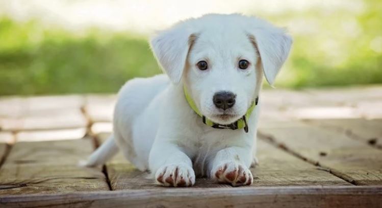 White Puppy White puppy sits on wood material