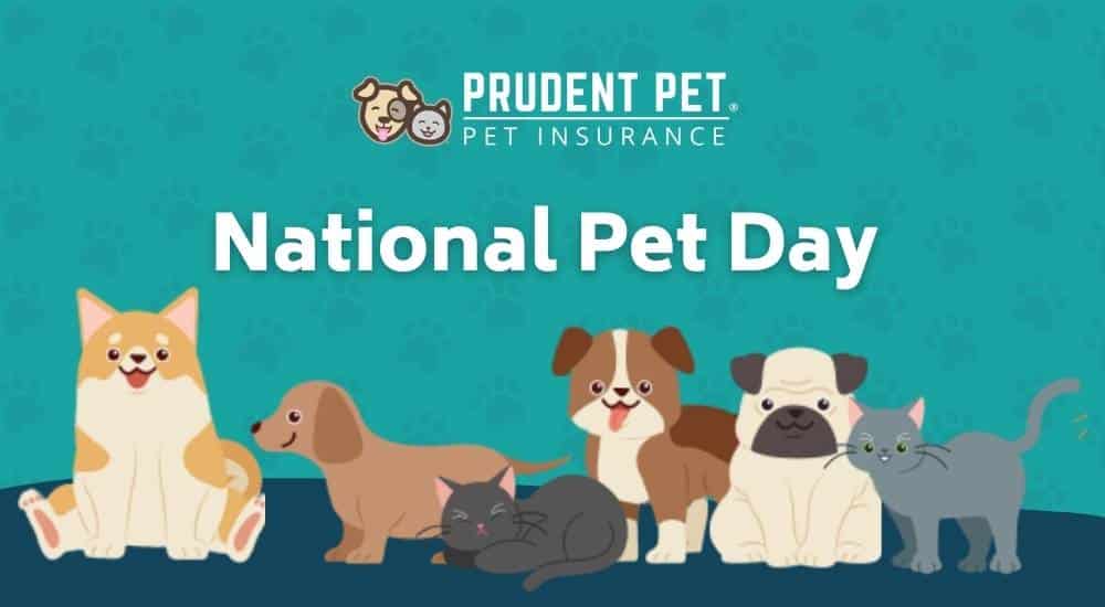 Cute pet illustrations against blue background