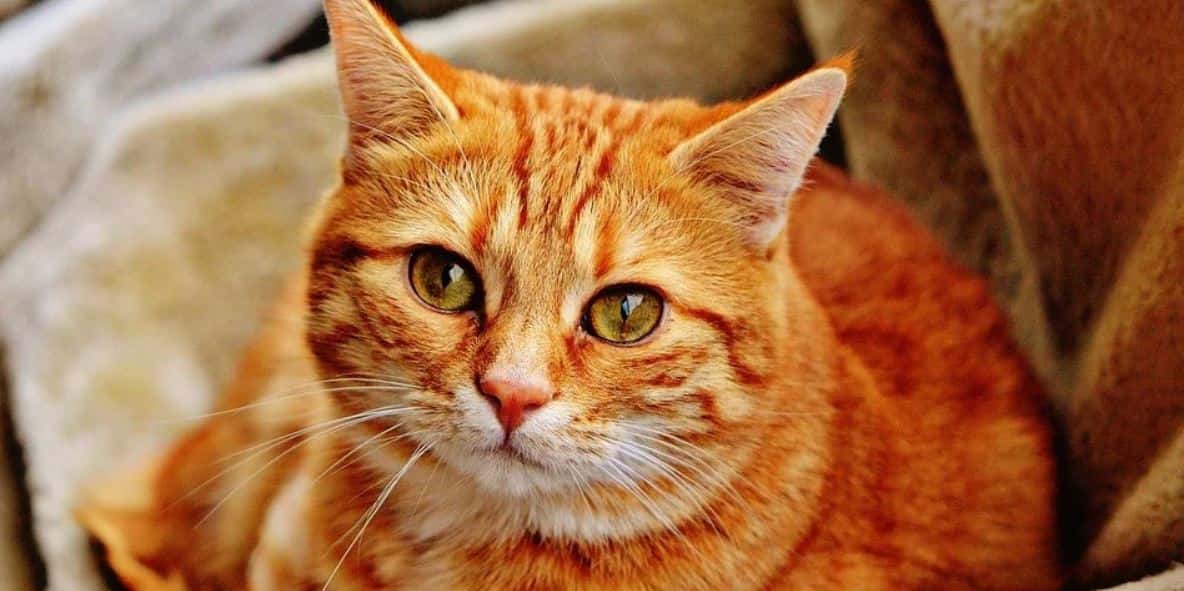 Tiger Cat Brown cat looks up the camera
