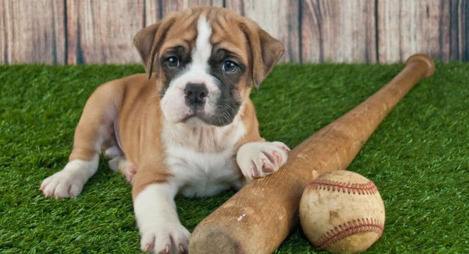 Baseball with Dog Playing baseball with dog