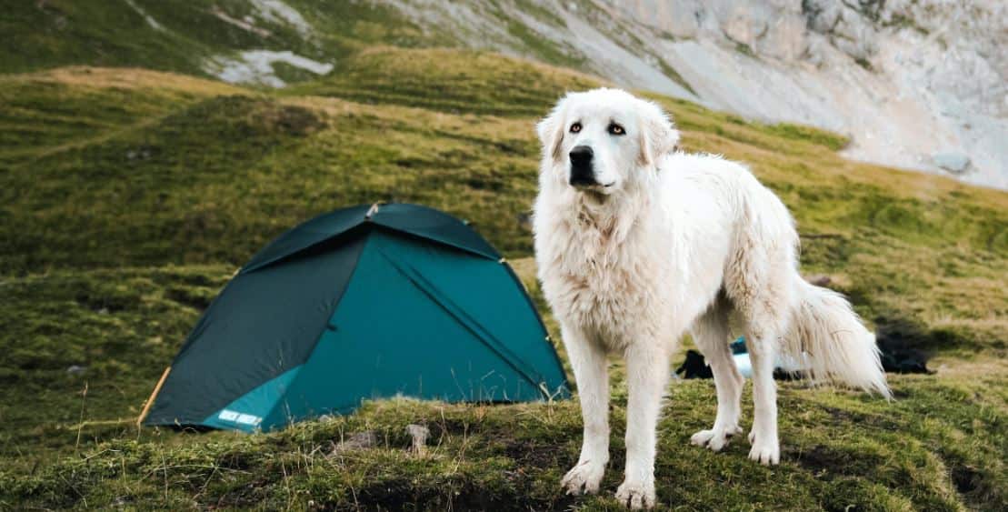 Camping Dog Having a camp with white dog