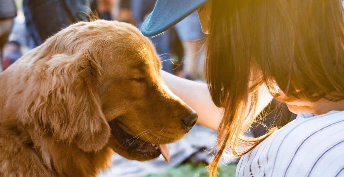 Dog Outdoor Event Woman and Labrador enjoy outdoor event