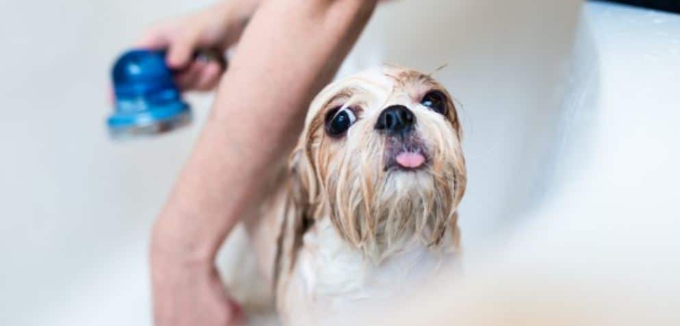 Shower Dog Small dog taking a shower after grooming