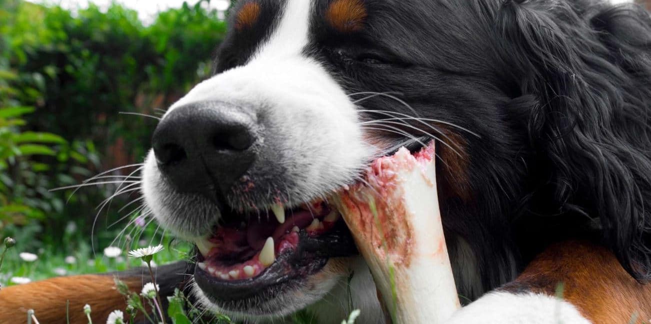 Bone Chewing Big dog chewing a bone