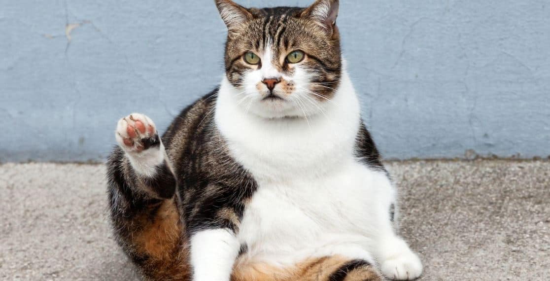 Cat Heat Summer Fat cat lounging