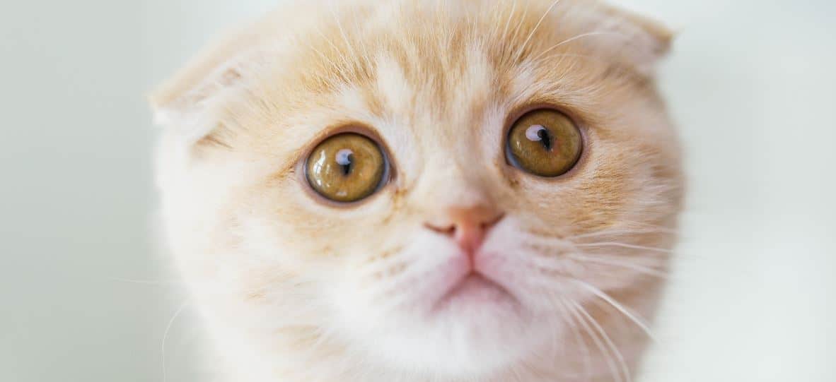 Kitty Round Face Round faced Kitty with short ears