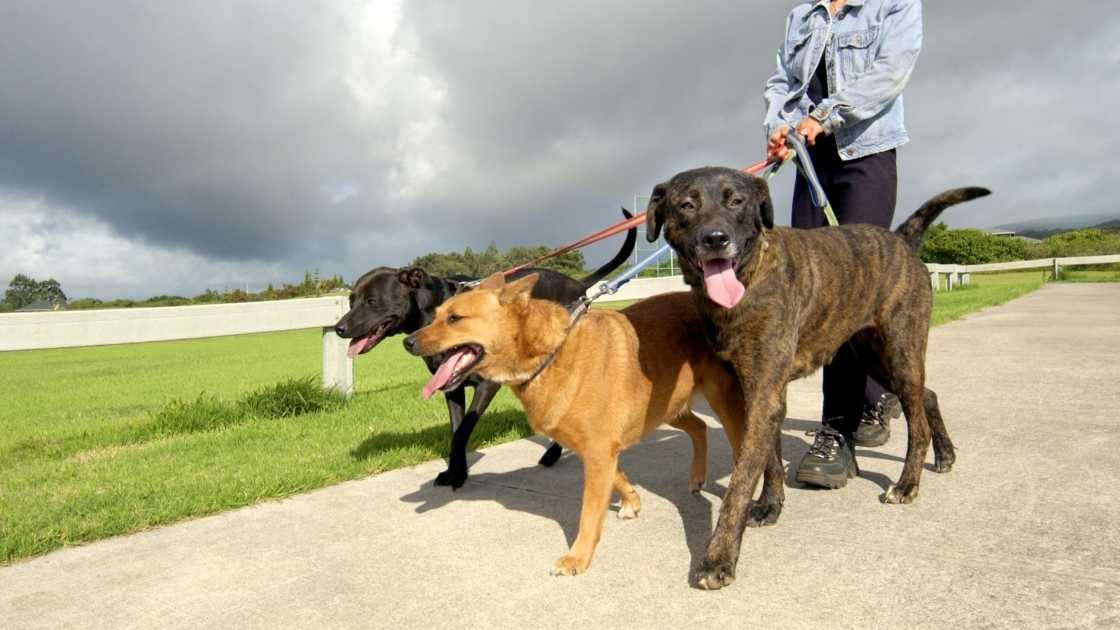 How to prevent pet obesity Three large dogs being walked outside by owner