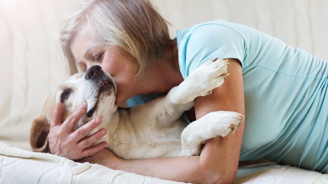 Senior Border Collie Dog being pet