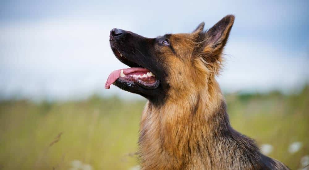 German shepherd outside looking up