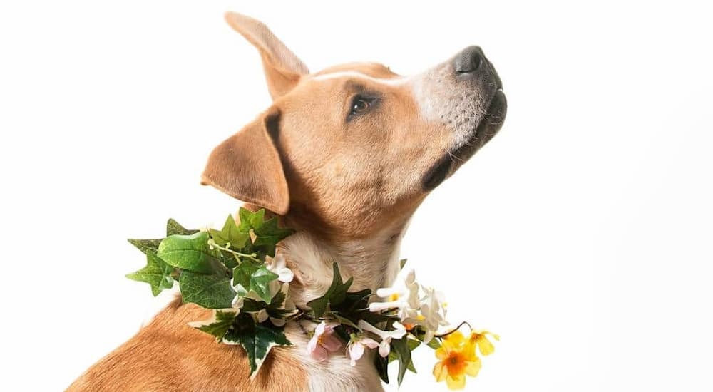 National Pit Bull Awareness Month
