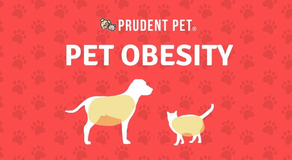 Overweight dog and cat illustration