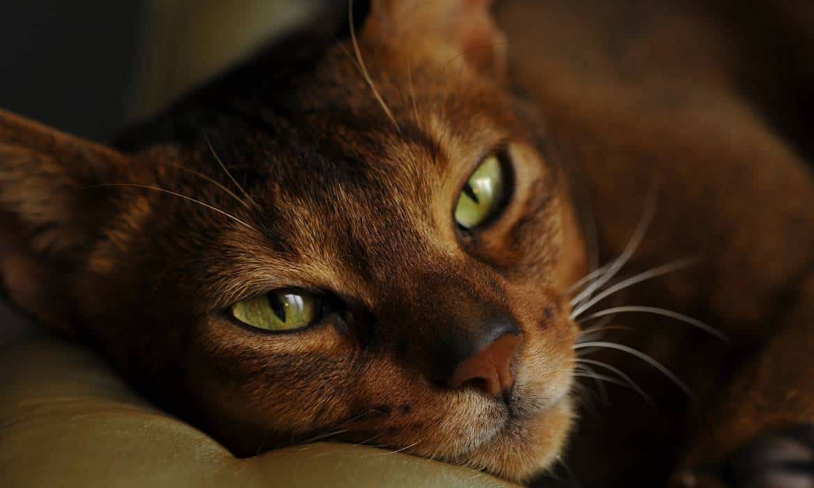 Abyssinian characteristics Close up of Abyssinian cat face