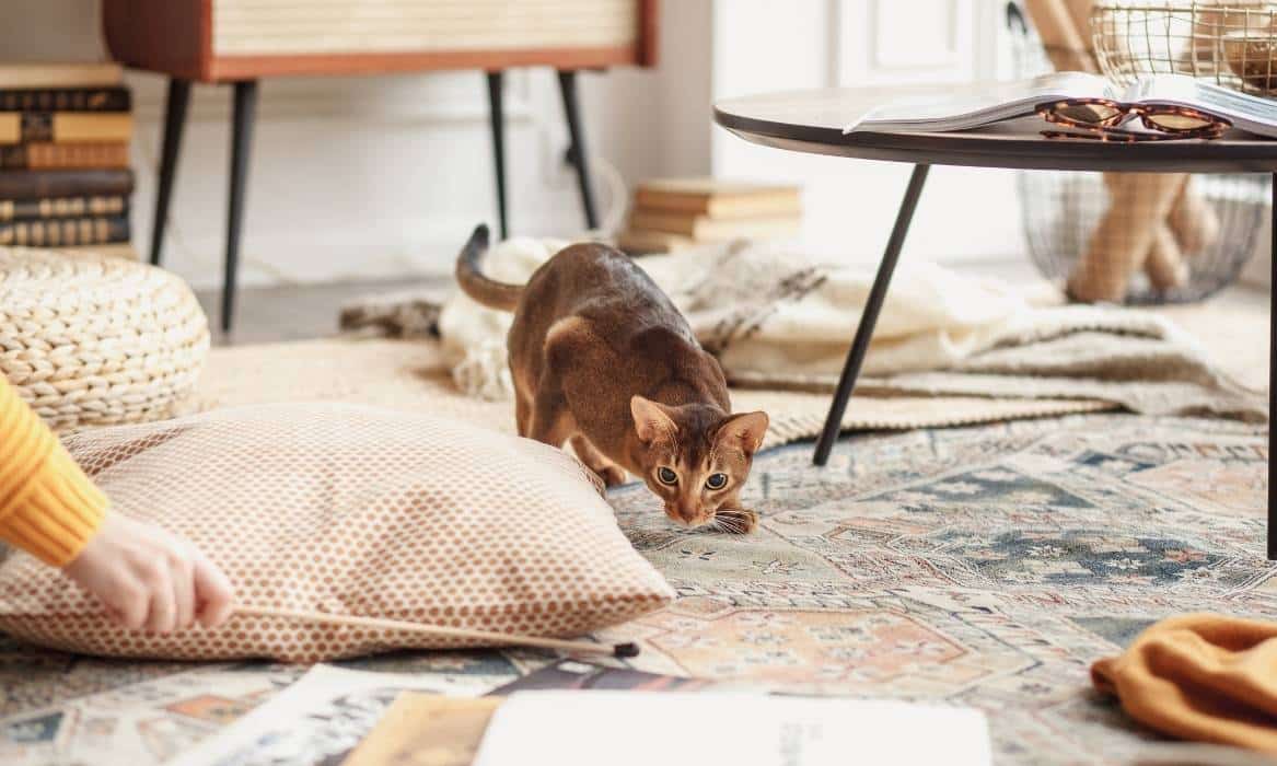 Abyssinian about section Abyssinian cat playing indoors