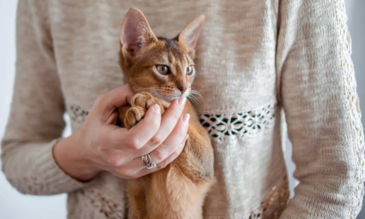 Abyssinian pet insurance Woman holding Abyssinian cat