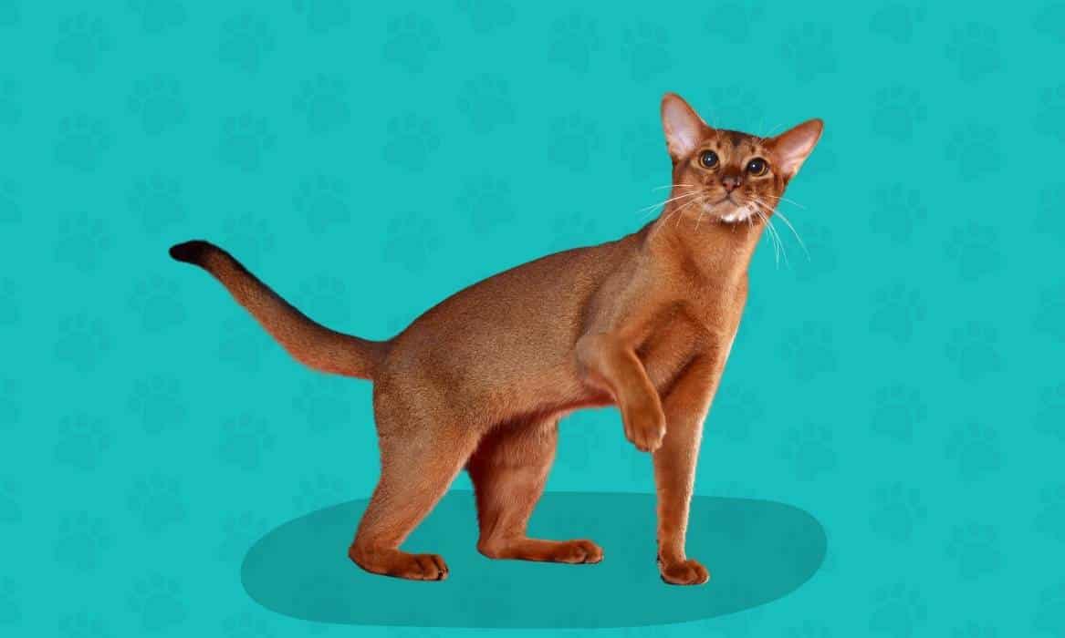 Abyssinian Breed Page Brown abyssinian cat