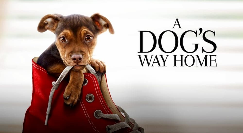 A Dog's Way Home Movie